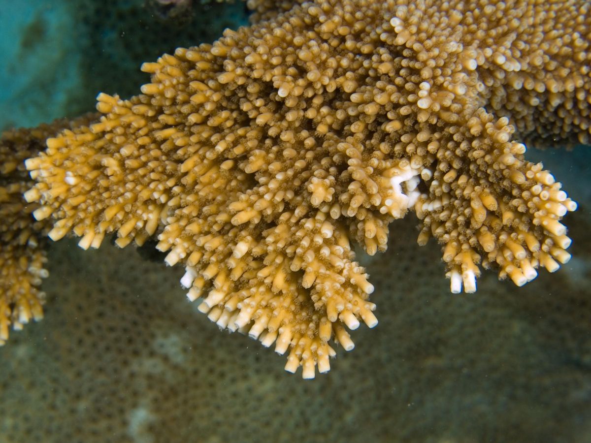 Coral cuerno de alce.
