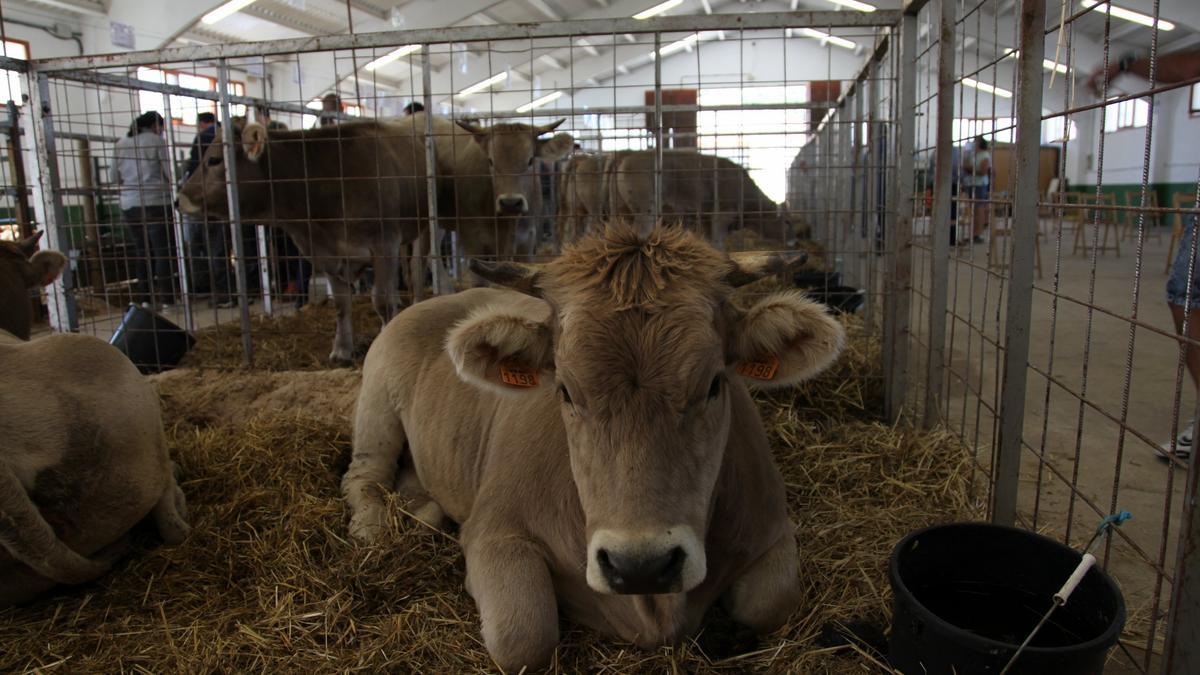 Una de los animales expuestos.