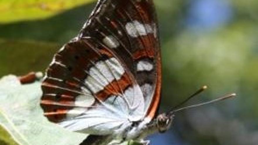 Crean en Sierra de Gata una microrreserva de mariposas