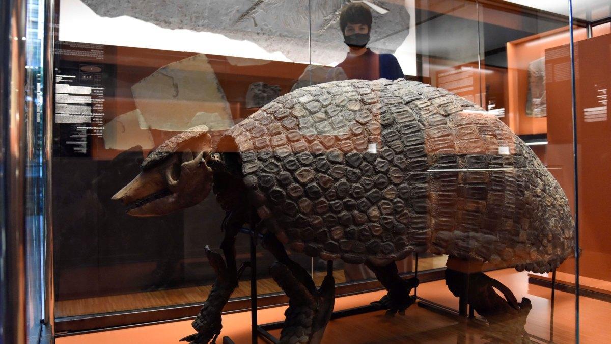 Uno de los atractivos de esta exposición es el armadillo gigantes.