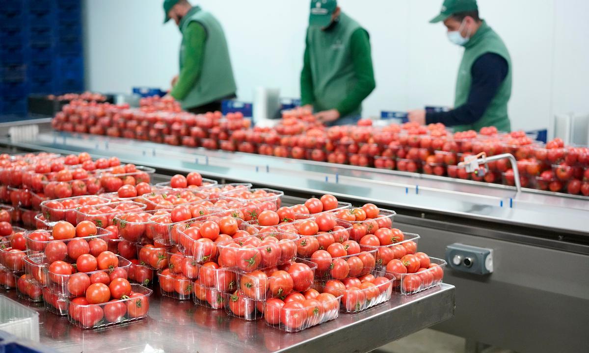 Tomates de Agromallorca.