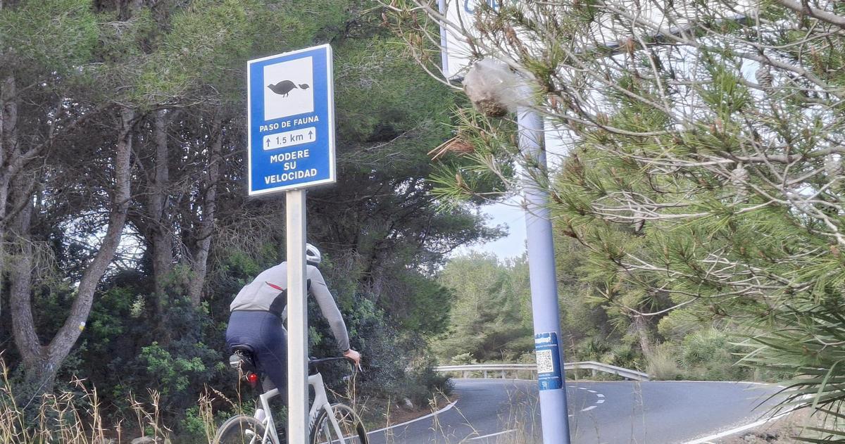Un bolsón cuelga de una rama junto a la carretera