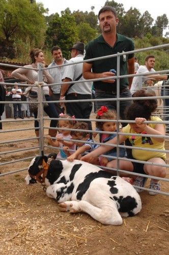 Feria de ganado, concurso de arrastre y trasquilada