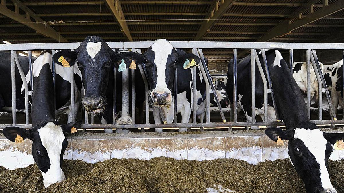 Vacas en una explotación de Lalín.   | // BERNABÉ / JAVIER LALÍN