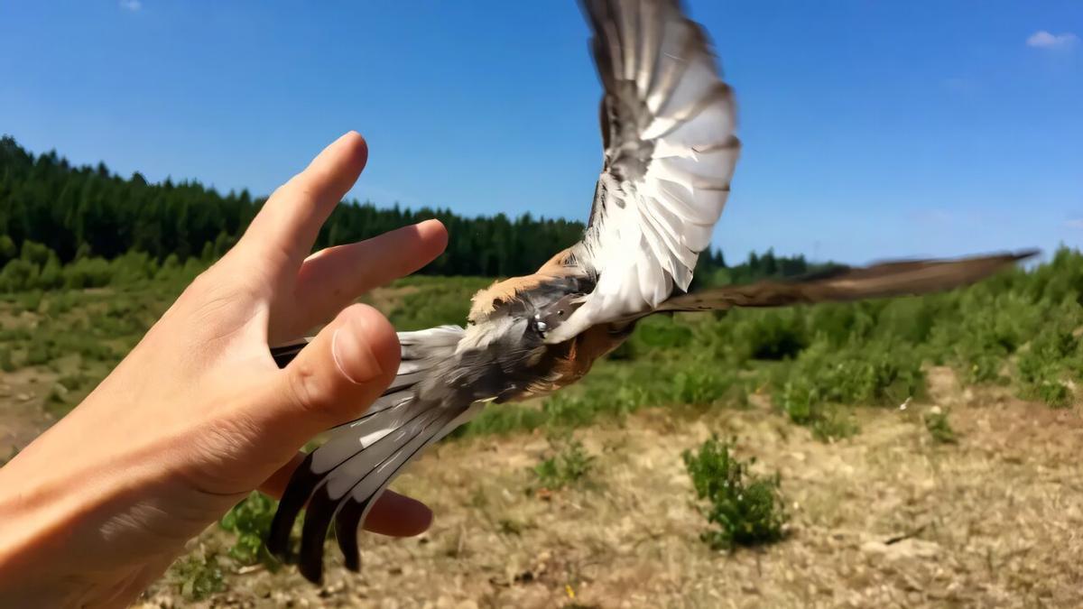 Un alcaudón dorsirrojo es liberado tras ser equipado con un registrador de datosa.