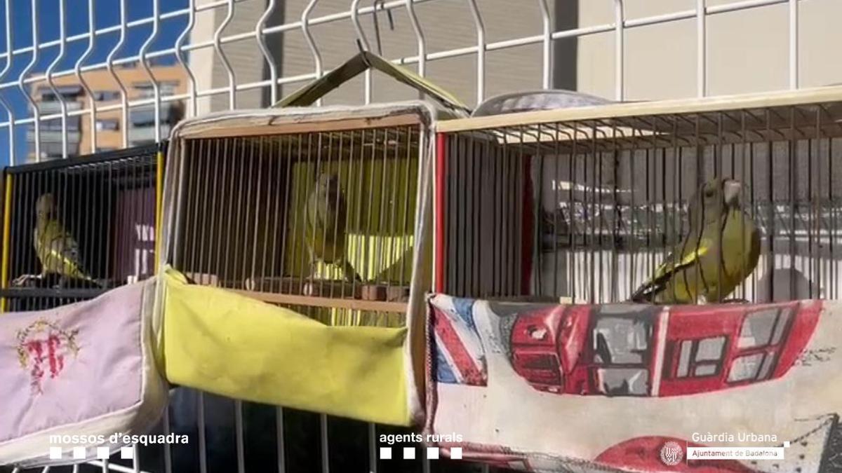 Dispositivo conjunto en Badalona contra la tenencia ilícita de fringílidos