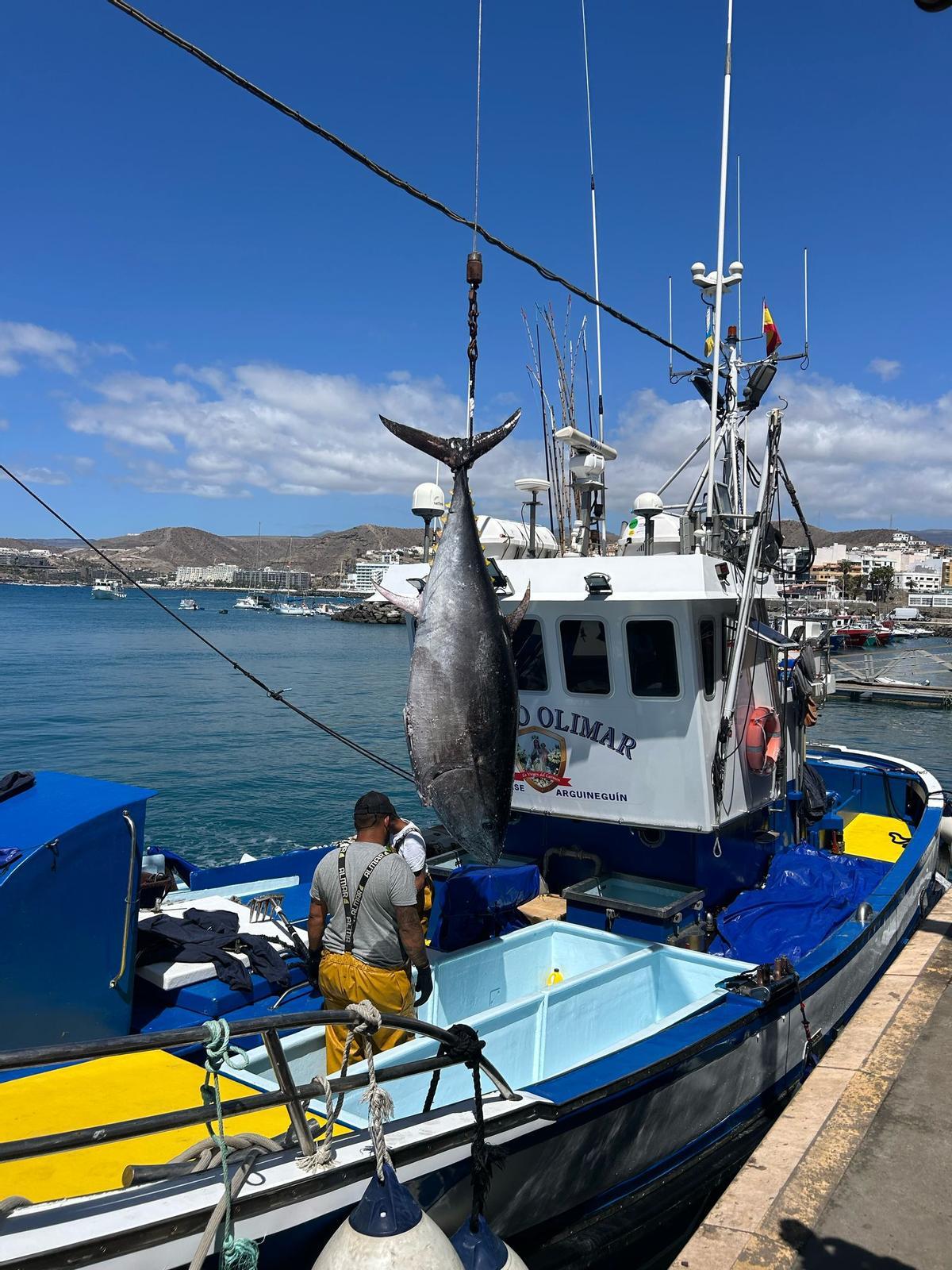 Los marineros del Nuevo Olimar descargan los atunes capturados a 15 milles de Morro Jable, en Fuerteventura.