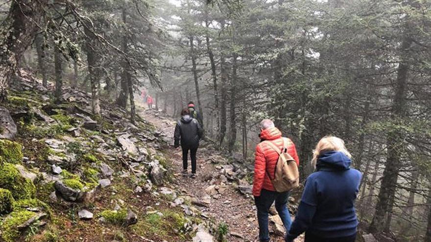 Un grupo de senderistas en plena ruta por la Sierra de las Nieves, con Abeto del Sur.