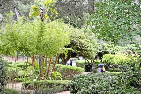 In den Jardines von Marivent: alte Bäume, organische Formschnitte und viel Grün. Ein botanischer Rundgang mit der Gartenarchitektin Erika Könn.