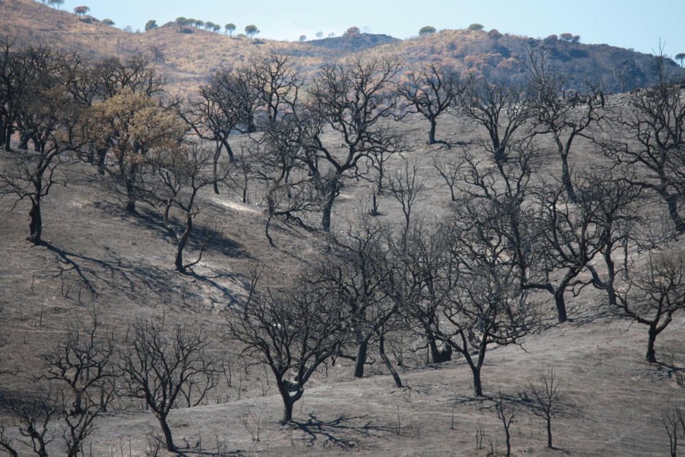 Cinco años desde el gran incendio de la Costa del Sol