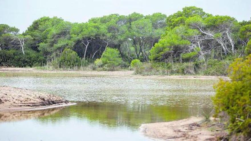 La regeneración de playas salva las malladas de la Devesa | F. BUSTAMANTE 
