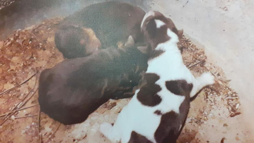 Rescatan a tres cachorros abandonados en un polígono de Manises y salvan a otros dos perros en riesgo de atropellado