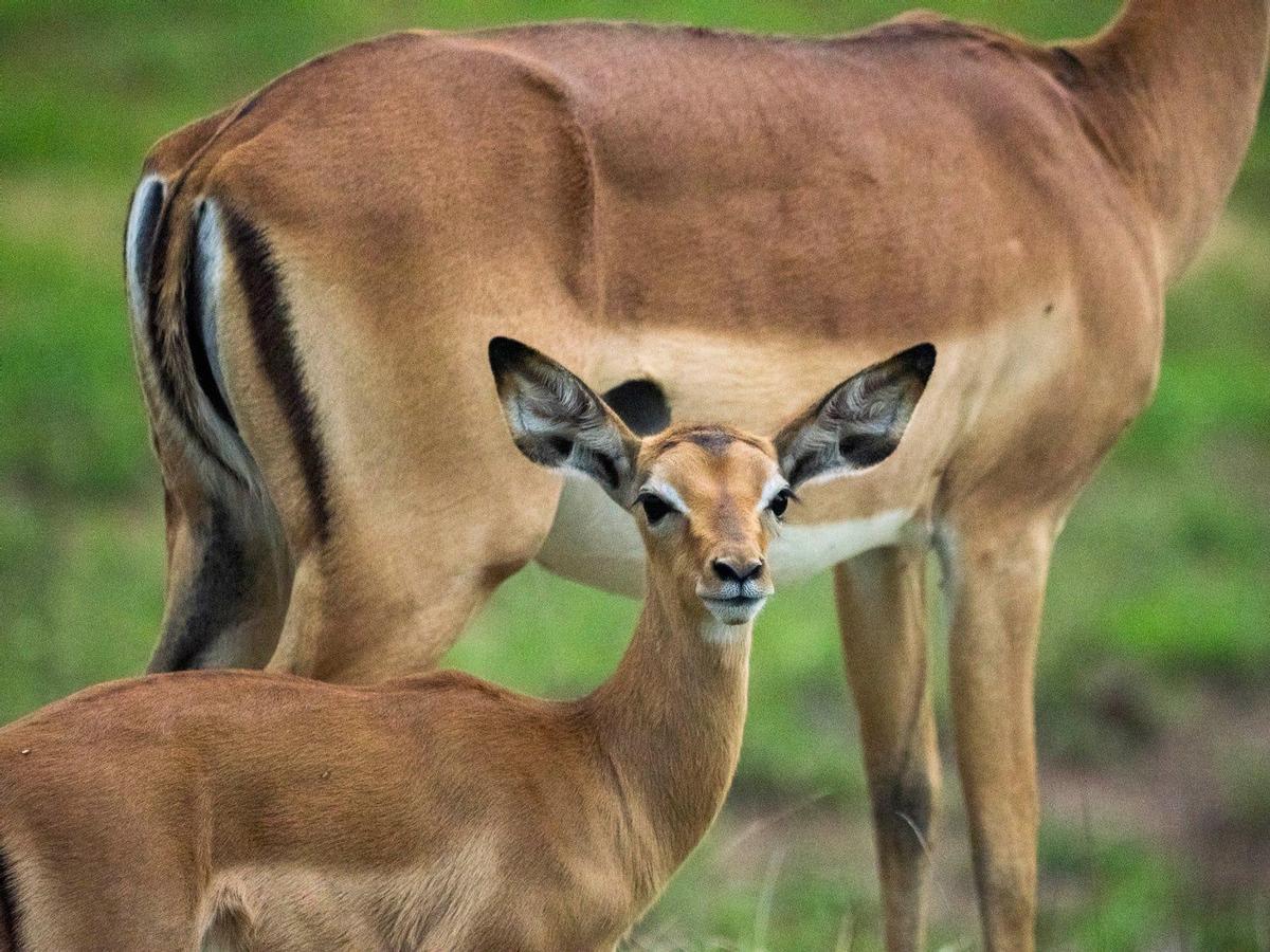 Detalle de un impala en el Parque Kruger