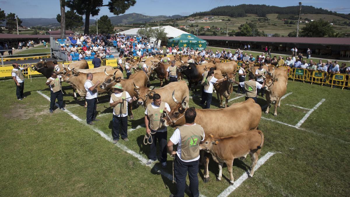 Llanera, de nuevo capital ganadera de Asturias el concejo alberga del