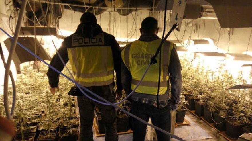 Agentes ante la plantación de marihuana