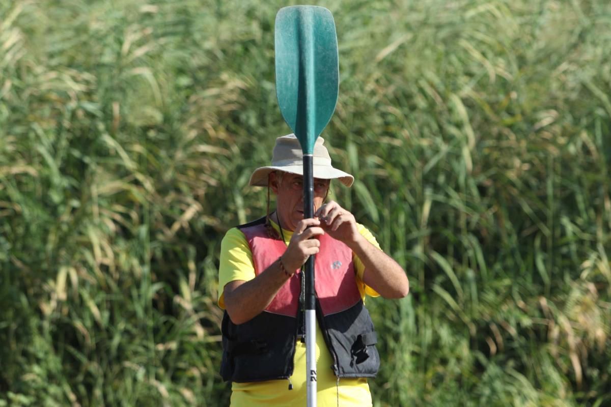 Un caimán por el Guadalquivir