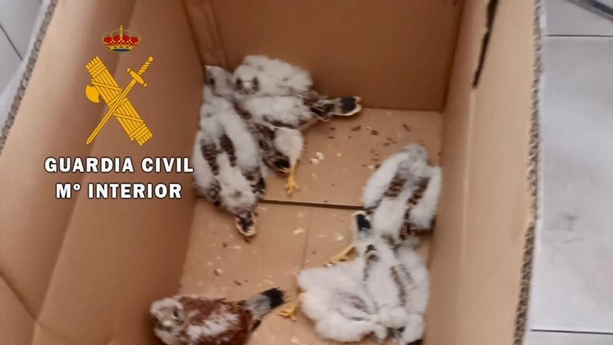 La Guardia Civil sorprende a cinco personas con 13 pollos vivos de cernícalo primilla en Navalmoral