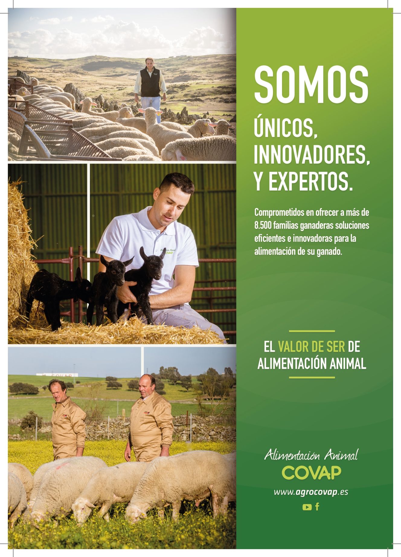 El valor de ser de alimentación animal.