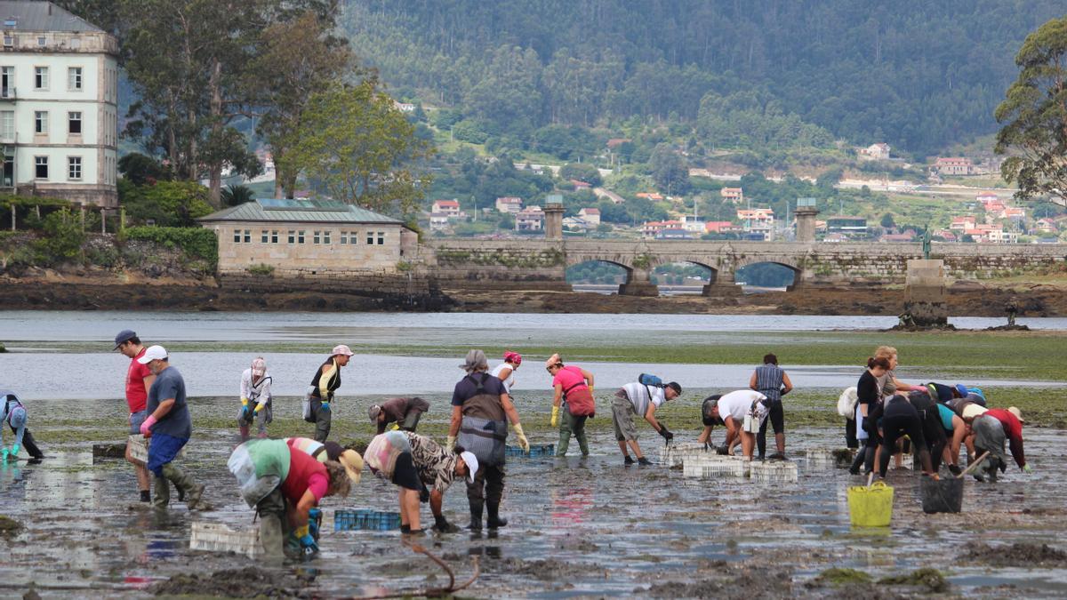 Mariscadoras faenando en Redondela.