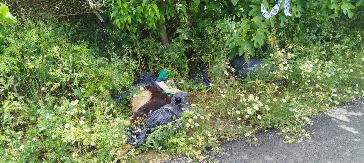 Imagen de los animales encontrados en un camino cercano a Cuarte de Huerva.