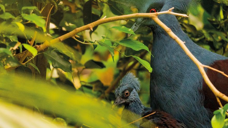 Nace en Bioparc Fuengirola una cría de la paloma coronada occidental, la más grande del mundo