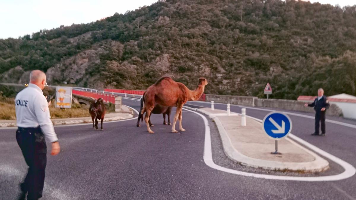 La policia francesa acompanyant els tres animals