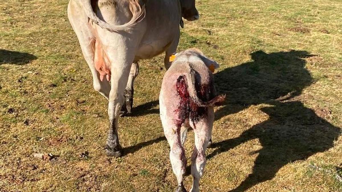 Un ternero herido por el ataque de un oso, según los ganaderos