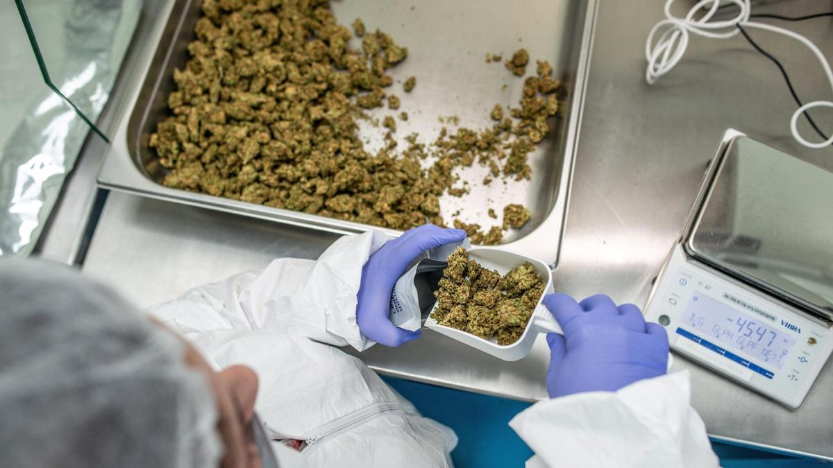 Un trabajador empaqueta cannabis medicinal en Israel.