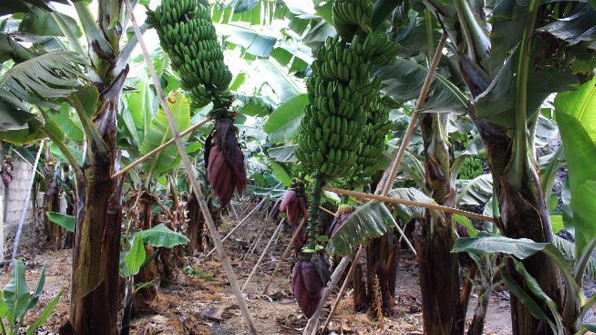 Imagen de una finca platanera de Canarias.