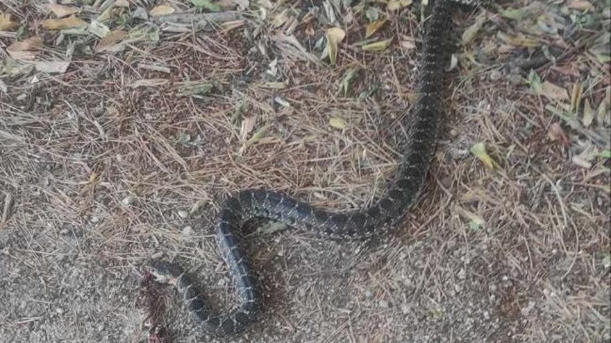 La serpiente de herradura, sin vida, en el Camí de ca na Cili.