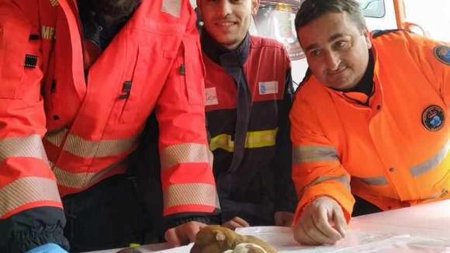 Efectivos de Emergencias con los 4 cachorritos rescatados. // Cedida