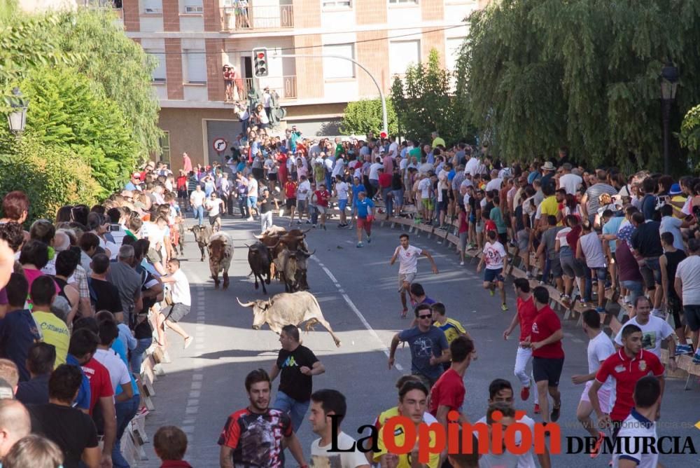 Última suelta de vacas en Moratalla