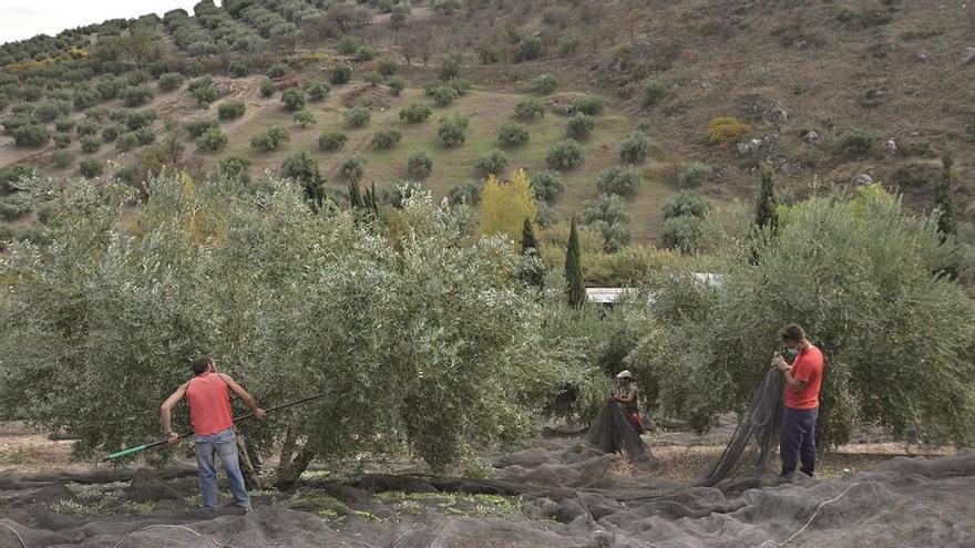 Un ensayo de la UCO demuestra el impacto del silicio en el crecimiento del olivo