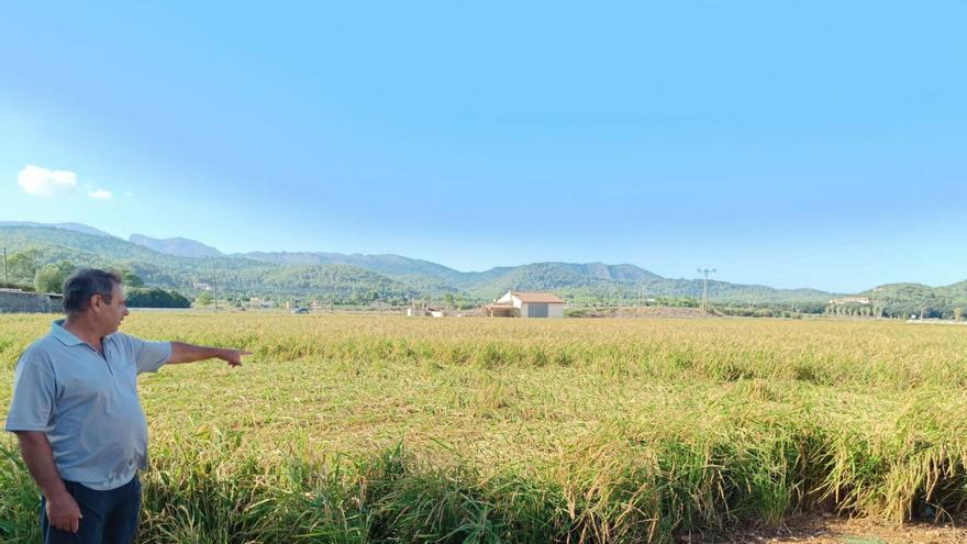 El productor de arroz de sa Pobla, Biel Socias: «Las tormentas han afectado a un 40% de la cosecha de arroz»
