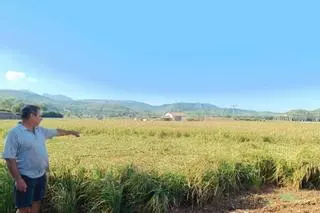 El productor de arroz de sa Pobla, Biel Socias: «Las tormentas han afectado a un 40% de la cosecha de arroz»