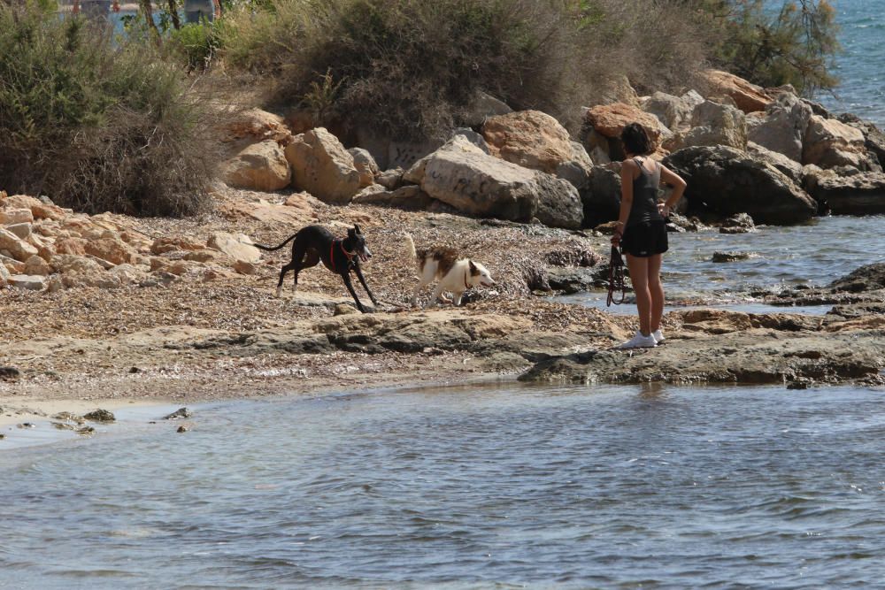 Primera playa abierta para los perros todo el año en Ibiza.