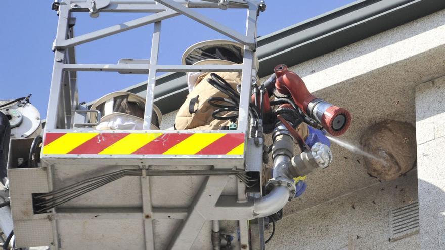 Un equipo de bomberos retirando un nido de avispas velutinas de un edificio, previa inyección de insecticidas / bernardo