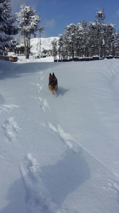 Imatges de la nevada a Sant Hilari Sacalm, el dimarts 27 de febrer