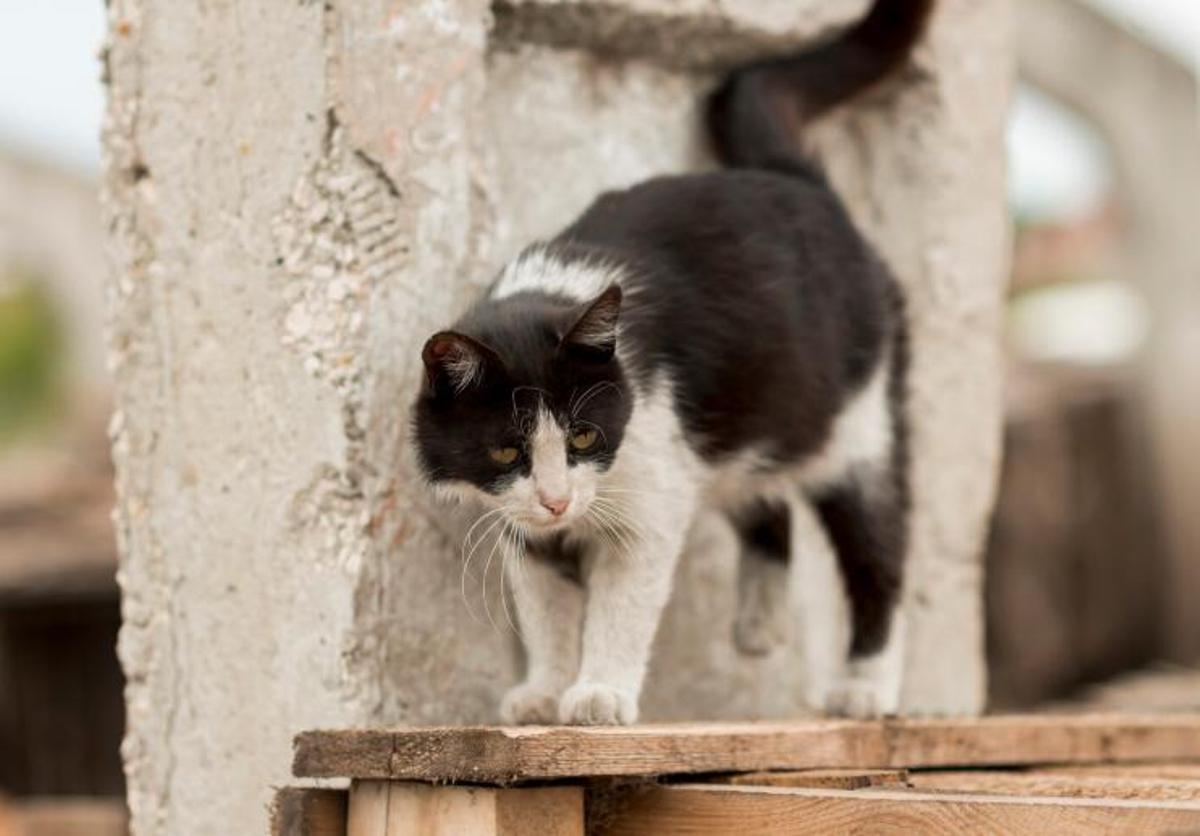 Què et sembla aquesta tasca?