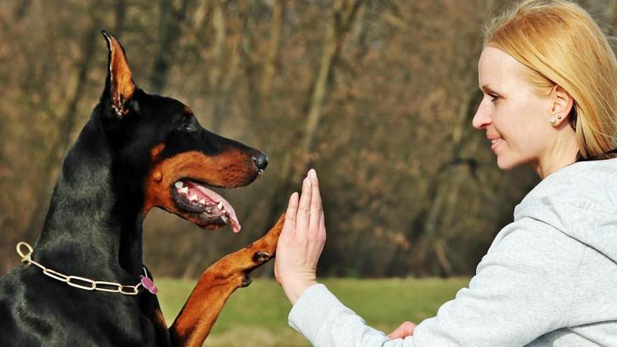 Los perros también tienen seguro