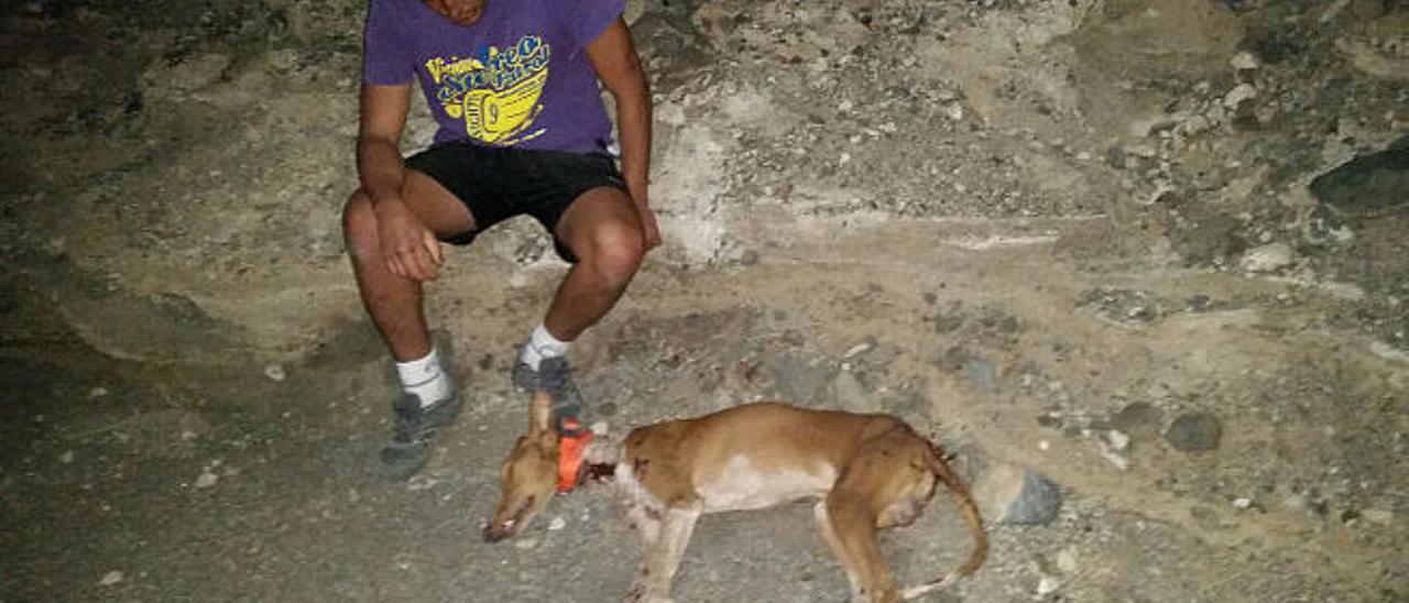 El joven Aridane Aguiar observa el cadáver de su podenco canario tras haber sido abatido a tiros.