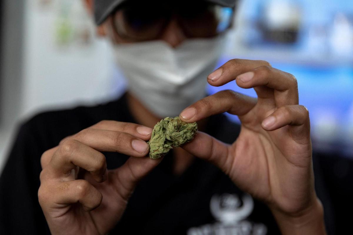 El Canadà tindrà la primera botiga de marihuana del món en una universitat El Canadà tindrà la primera botiga de marihuana del món en una universitat