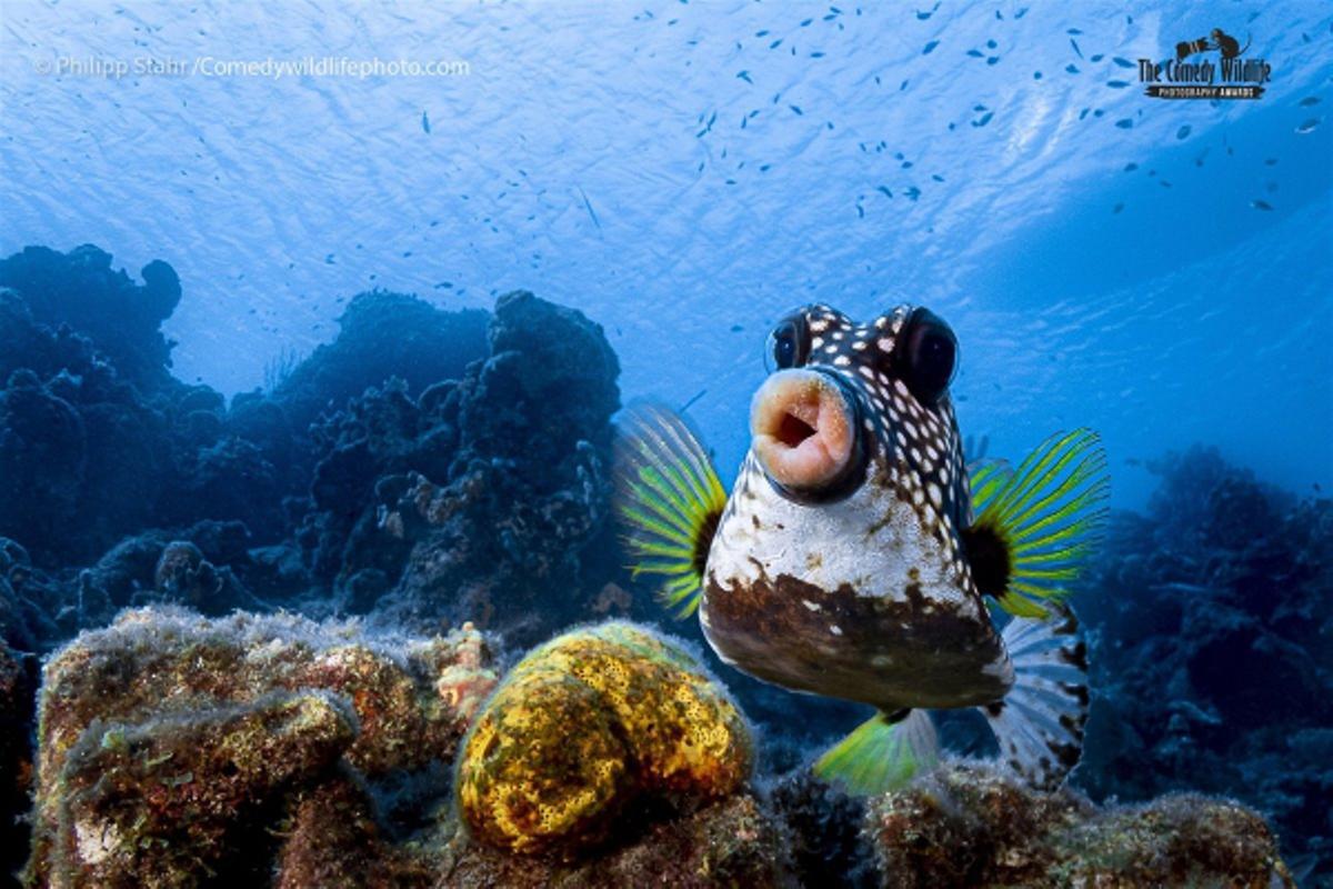 Las fotos de animales salvajes más divertidas del año
