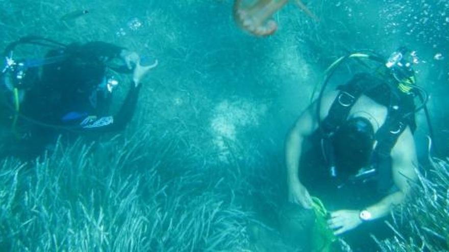 Unos buzos comprueban el estado de la posidonia este verano en Formentera