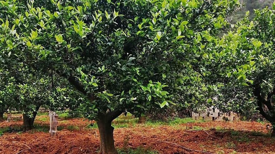 Estado de un cultivo dañado por la fauna salvaje.