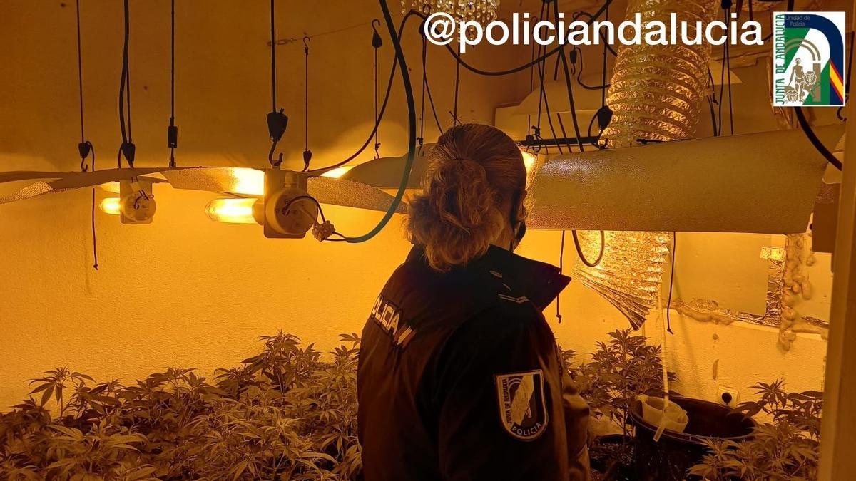 Laboratorio de plantación de marihuana hallado en la vivienda de Las Palmeras.