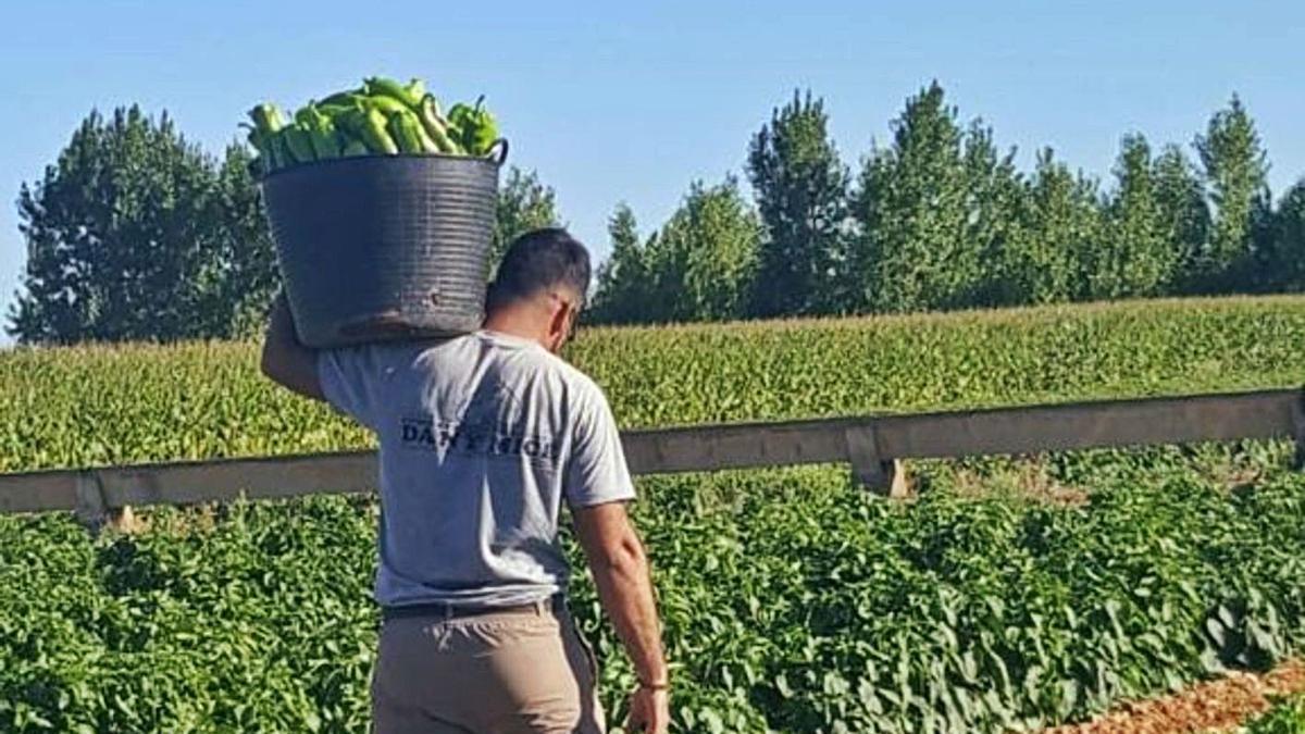 Daniel Martín en trabajando en sus tierras en Micereces de Tera.