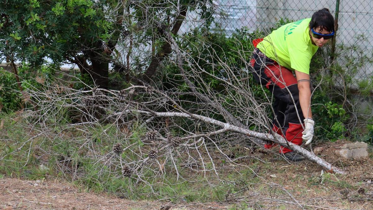 Trabajos en el Vedat