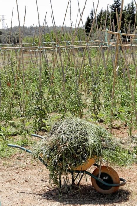 Bartomeu Ballester und Pere Ferragut haben ihre Jobs aufgegeben, um auf der Finca Es Pontet bei Algaida Bio-Gemüse und -Obst anzubauen.