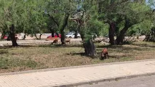 Cabras salvajes se alimentan en las zonas urbanas del Port de Pollença